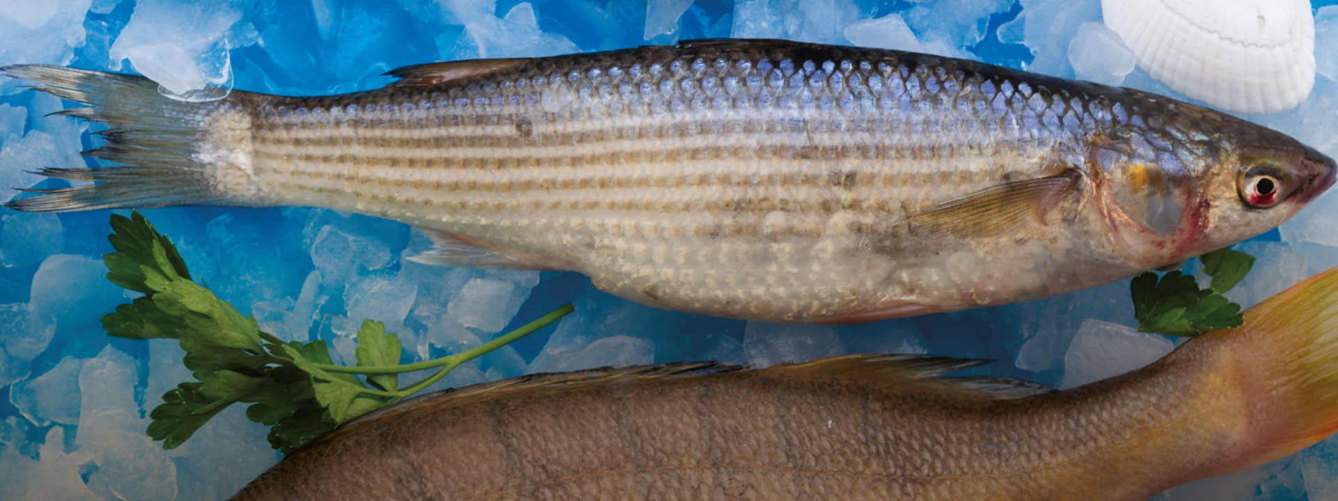 Pescados naturalmente alimentados