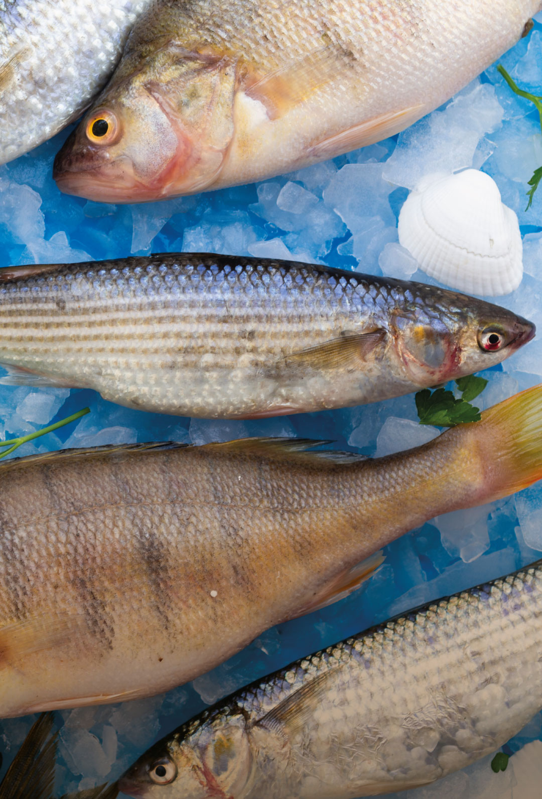 Pescados naturalmente alimentados